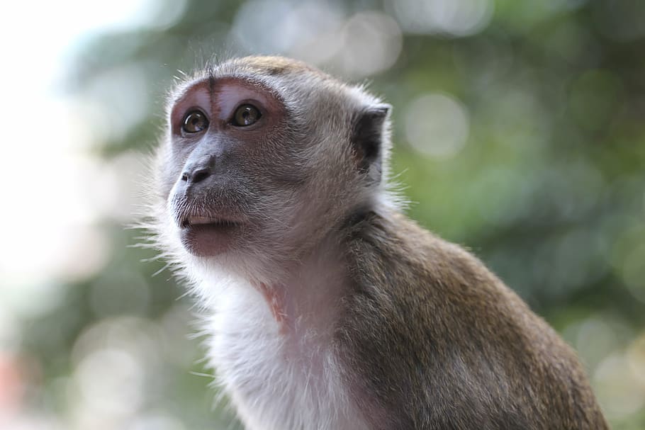 monkey, animals, wild, malaysia, one animal, animals in the wild HD wallpaper