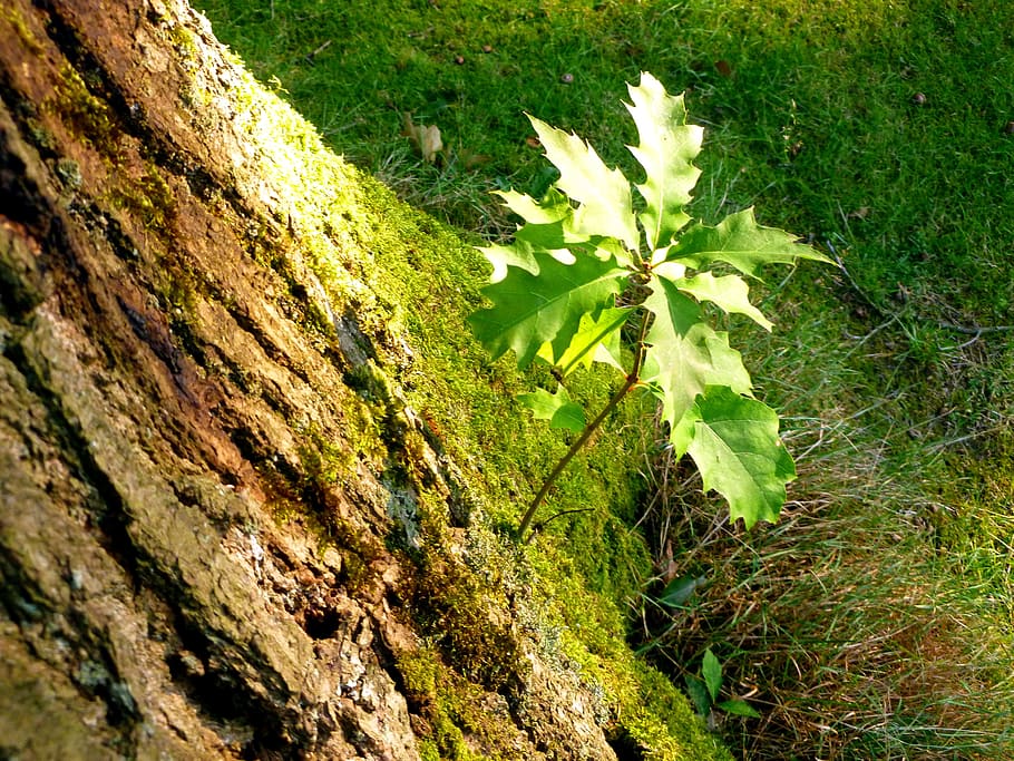 Oak, Park, Nature, Tree Bark, out, log, landscape, deciduous tree HD wallpaper
