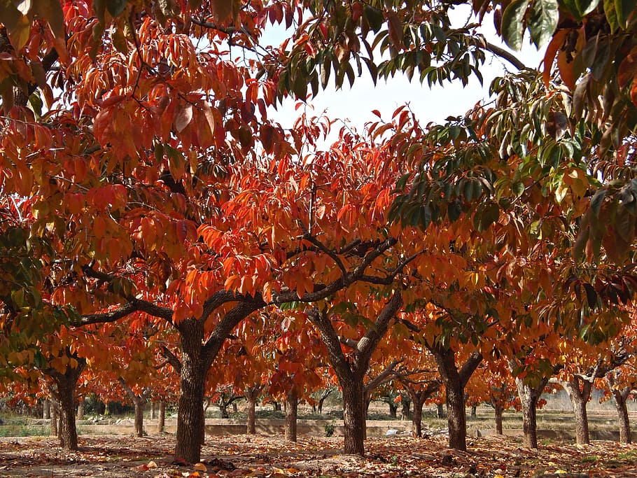 Persimmons, Fruit Tree, Deciduous, fall color, colors, sunset HD wallpaper