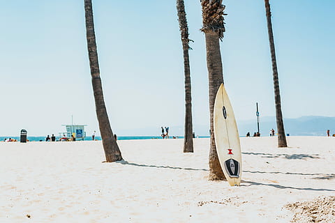 selective focus photography of white surfboard, white an black surfboard leaning on coconut tree in seashore HD wallpaper