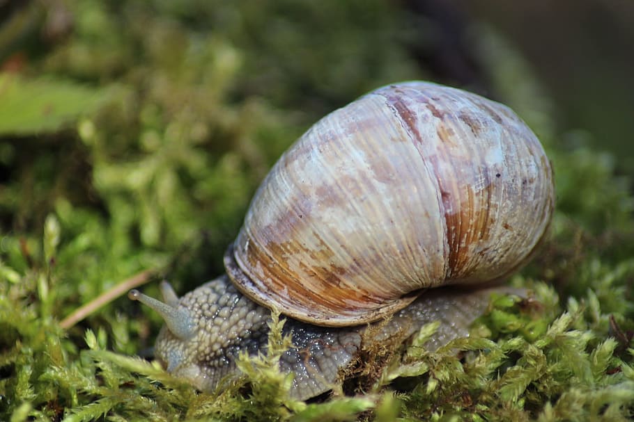 Snail, Slow, animal shell, gastropod, one animal, animal themes HD wallpaper