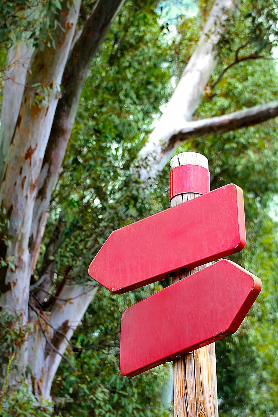 red road sign under tree at daytime, away, directory, shield HD wallpaper