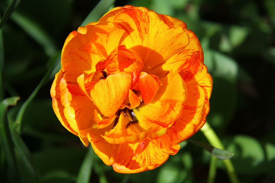 tulip, orange, flower, spring, flowering plant, petal, beauty in nature HD wallpaper