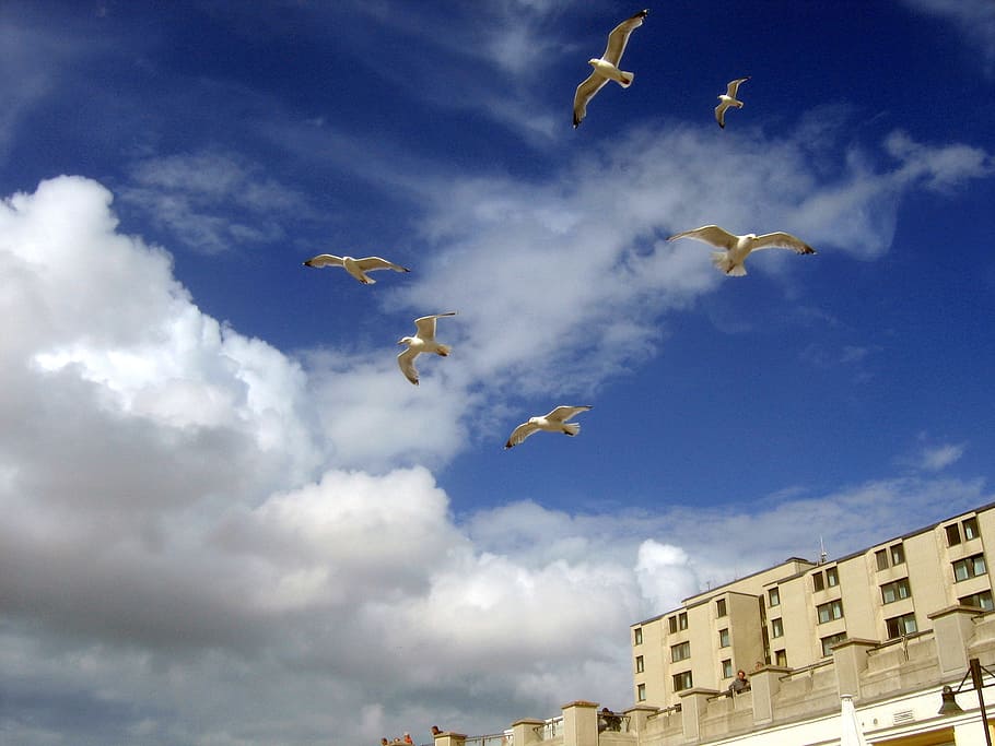 seagull, gulls, blue, sky, cloud - sky, flying, architecture HD wallpaper
