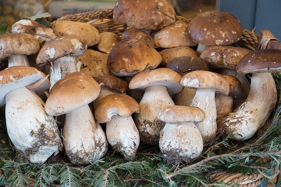 bunch of mushrooms, cep, basket, nature, autumn, forest, eat, HD wallpaper
