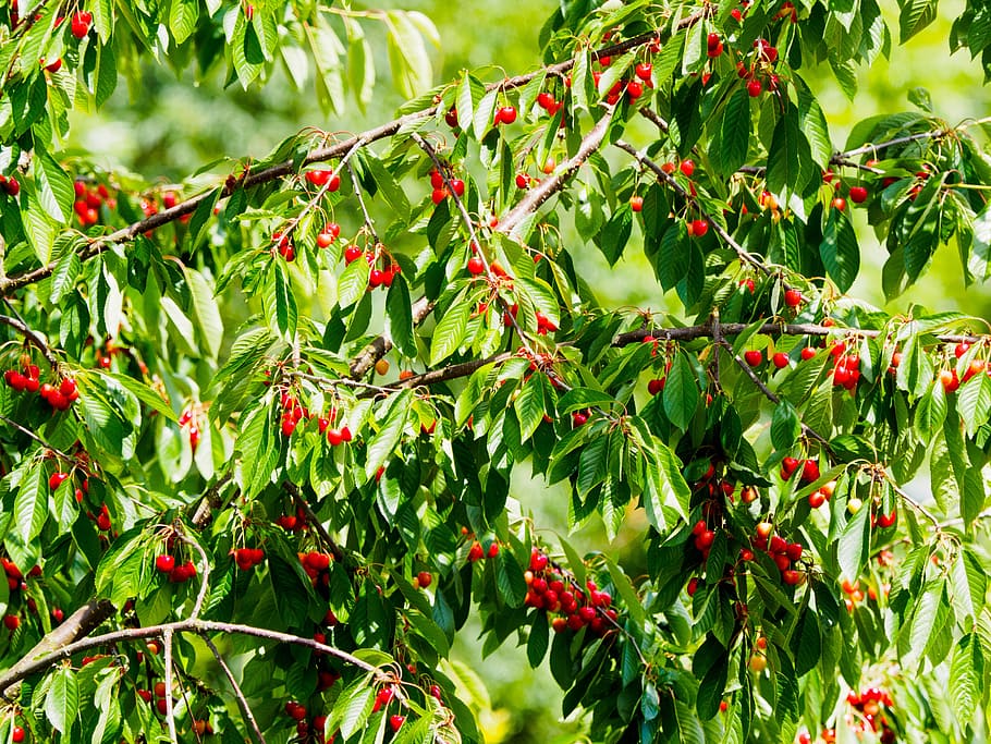 Cherries, Cherry, Red, Red, Fruit, Nature, fruits, fruit tree HD wallpaper