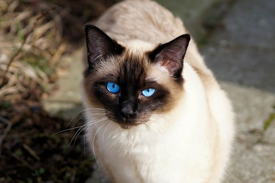 Siamese cat, fur, kitten, breed cat, cat's eyes, cat portrait, HD wallpaper