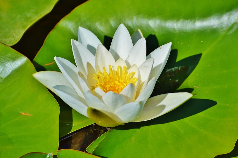 white sacred lotus flower, rose, water rose, nuphar lutea, pond plant