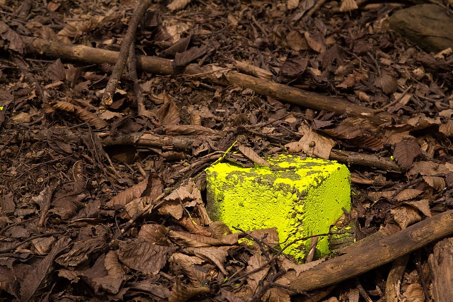 nature, wood, leaf, tree, environment, plant part, no people HD wallpaper