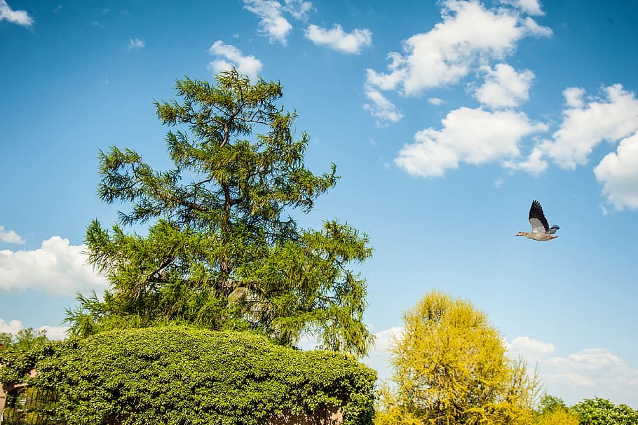 tree, green, sky, blue, clouds, bird, plant, animal wildlife HD wallpaper