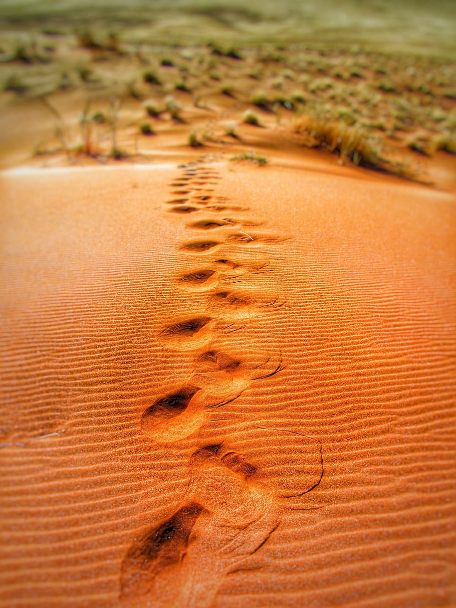 Foot Prints on Desert during Daytime, dune, dunes, footprints HD wallpaper