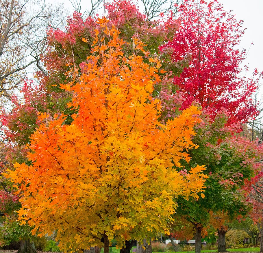 fall, leaf, tree, season, park, plant, autumn, change, beauty in nature HD wallpaper