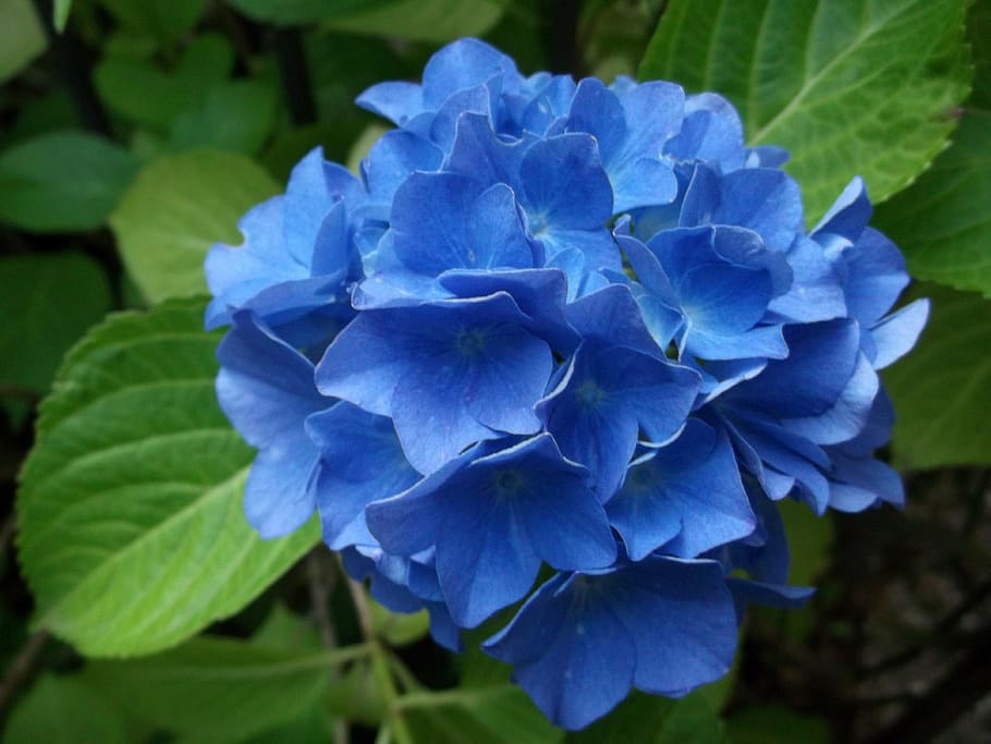 hydrangea, blue, plant, flowering plant, beauty in nature, vulnerability HD wallpaper