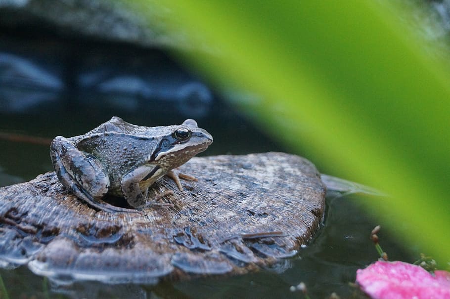 pond, toad, frog, one animal, animals in the wild, reptile HD wallpaper