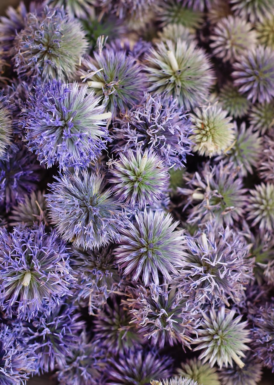 Echinops Ritro, Thistle, Plant, blue, nature, flower, close-up HD wallpaper