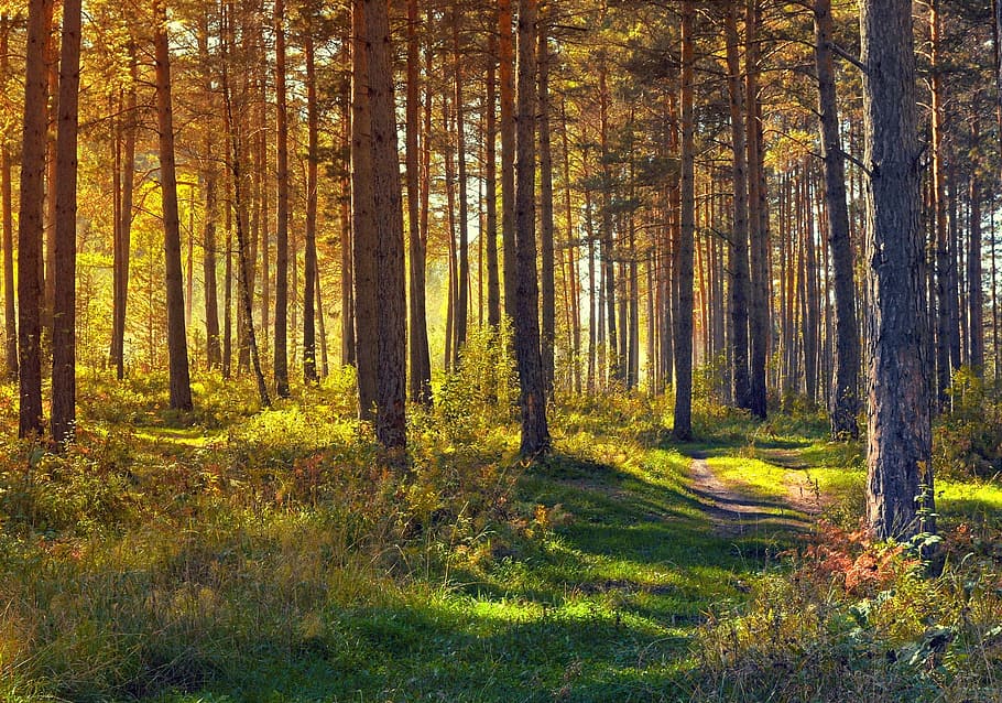 green leafed trees photography, forest, nature, landscape, yellow HD wallpaper