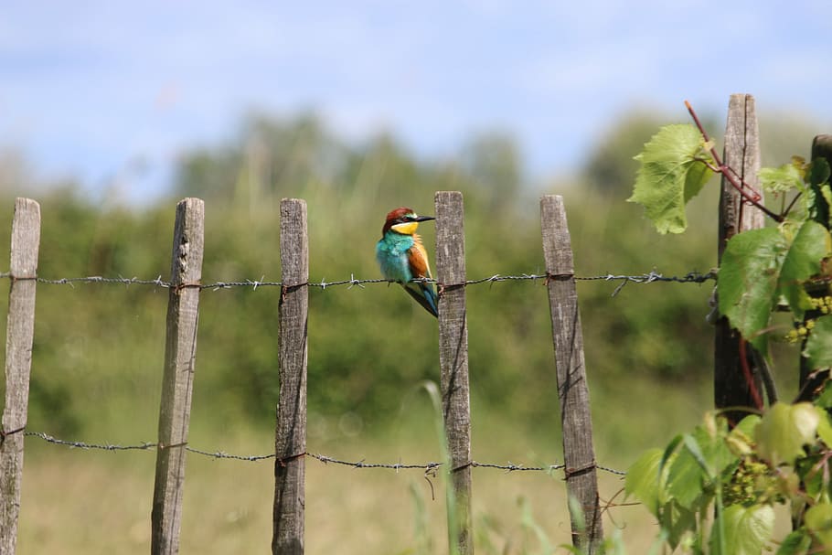 birds, colored feathers, animal wildlife, vertebrate, animal themes HD wallpaper