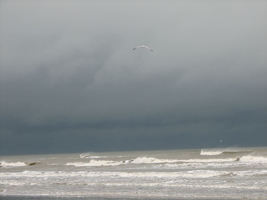 Weather, Grey, Water, Water, Waves, sky, storm, choppy, seagull HD wallpaper