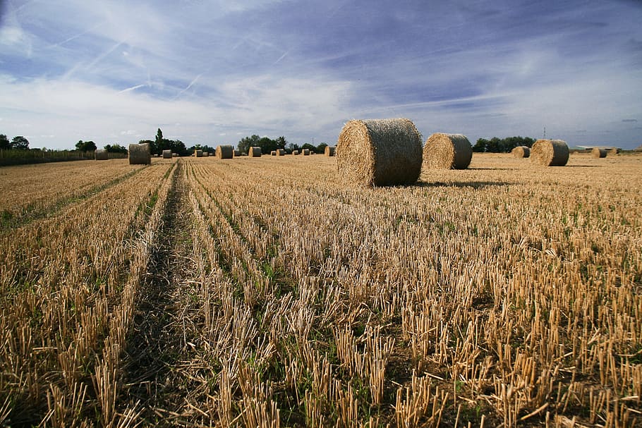 Landscape photo of hay bales in a farm field at harvest, image captured in Faversham, Kent, England, HD wallpaper