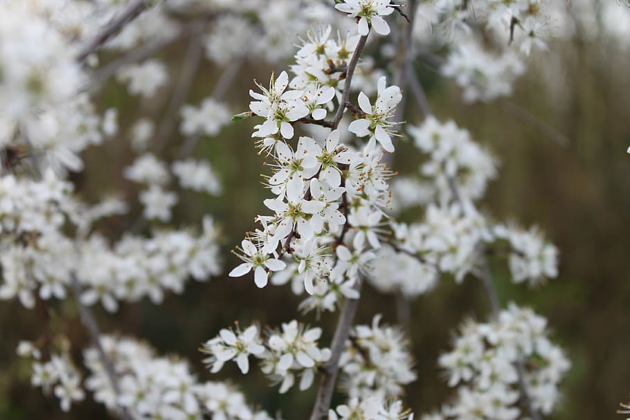 flower, nature, white, flowering plant, freshness, fragility HD wallpaper
