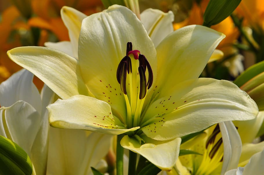 Summer, Flowers, Yellow, nature, plant, lily, petal, flower Head HD wallpaper