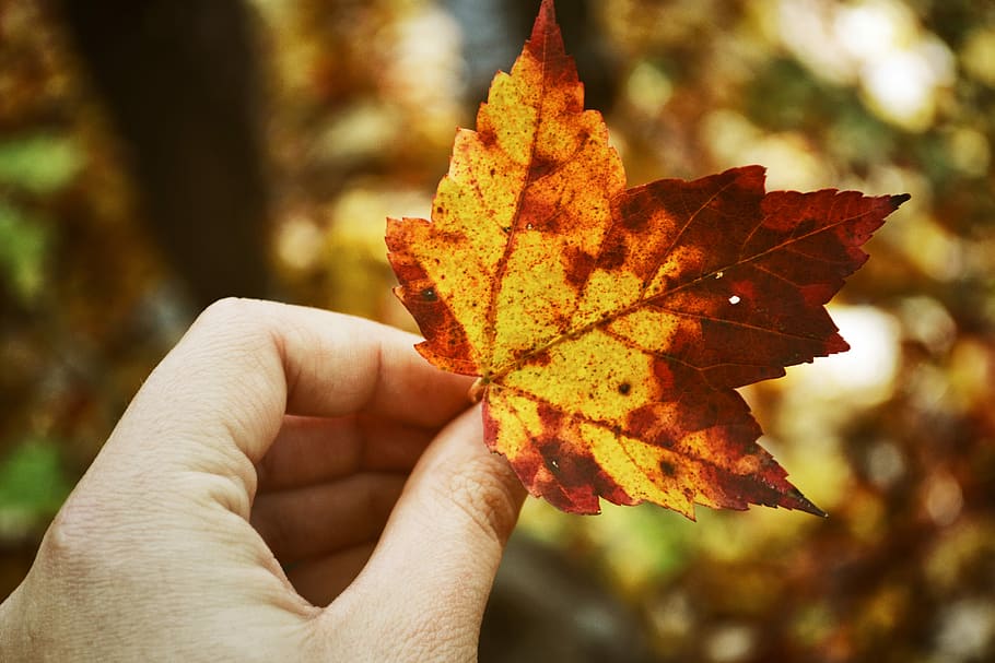 person holding brown maple leaf, cottage, red, canada, nature HD wallpaper