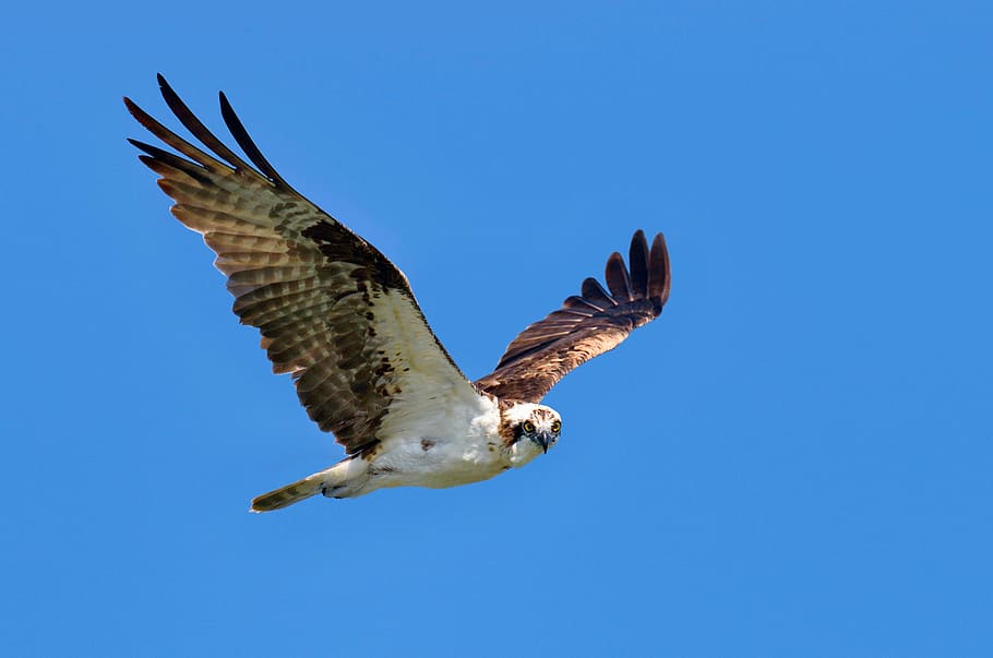 low angle of brown and white eagle in flight, soaring, blue HD wallpaper
