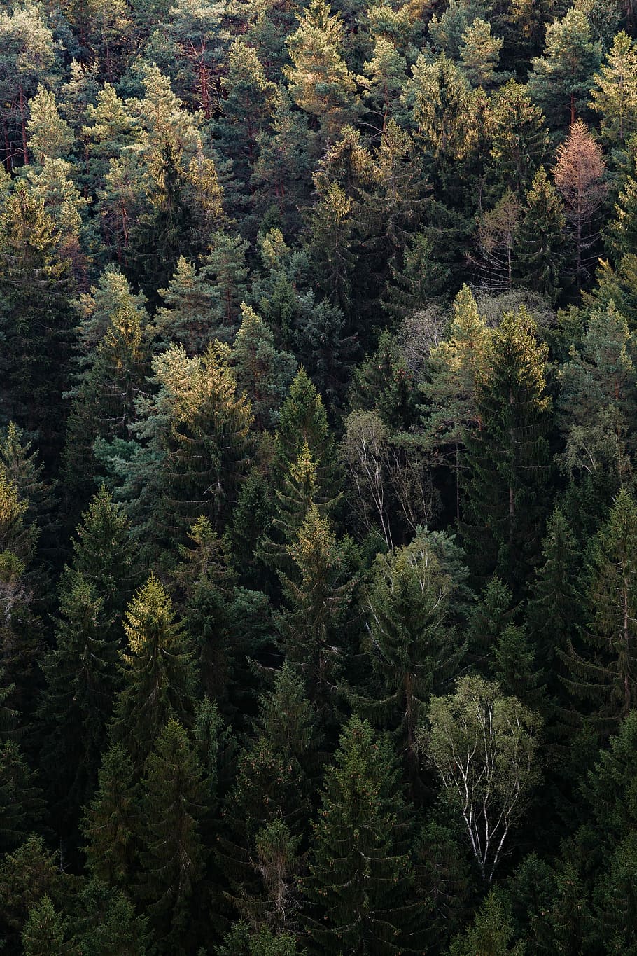 green forest field during daytime, autumn, black, gray, pines HD wallpaper