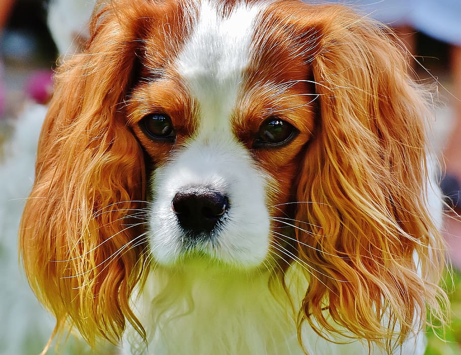 HD wallpaper: Tan and White Cavalier King Charles Spaniel, adorable ...