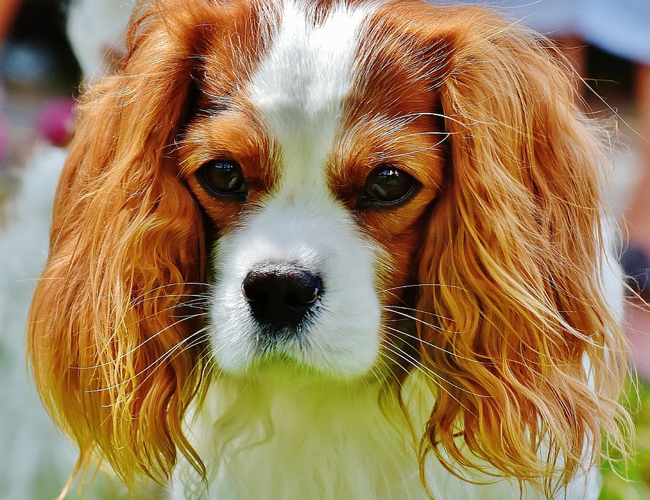 selective focus photography of white and brown King Charles spaniel, HD wallpaper