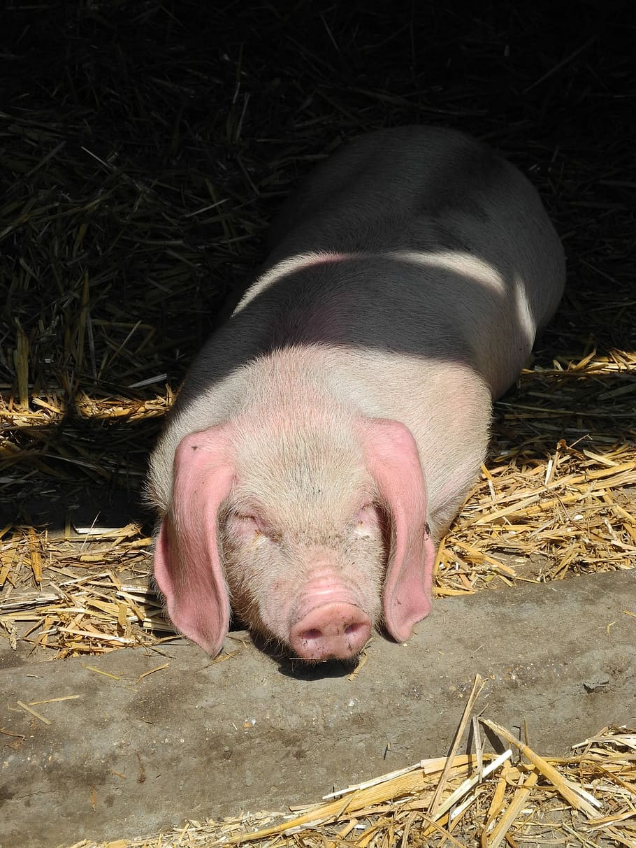 Piglet, Pig, Farm, livestock, hay, straw, animal themes, mammal HD wallpaper
