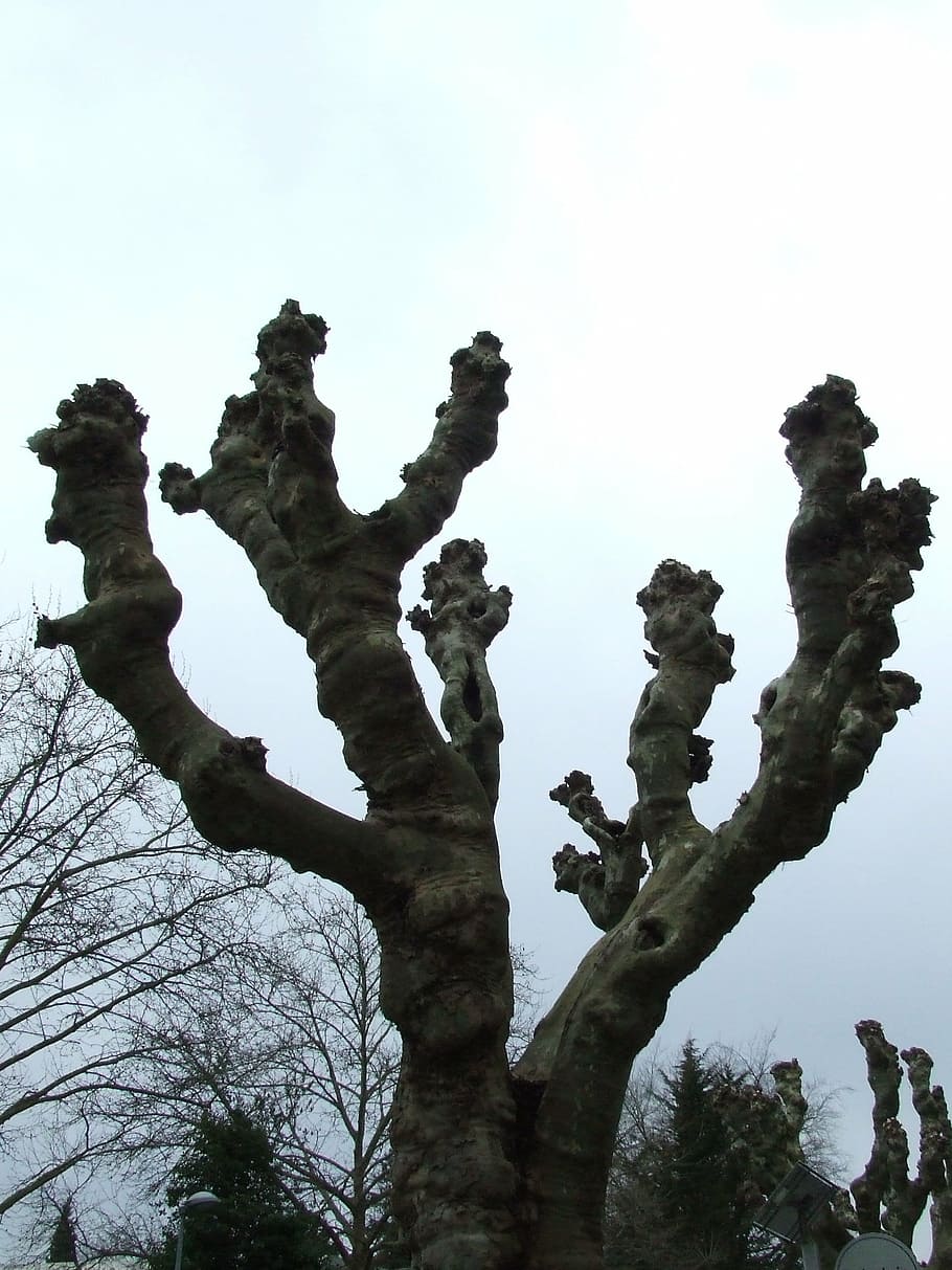 plane, winter sycamore, tree, sky, low angle view, nature, plant HD wallpaper