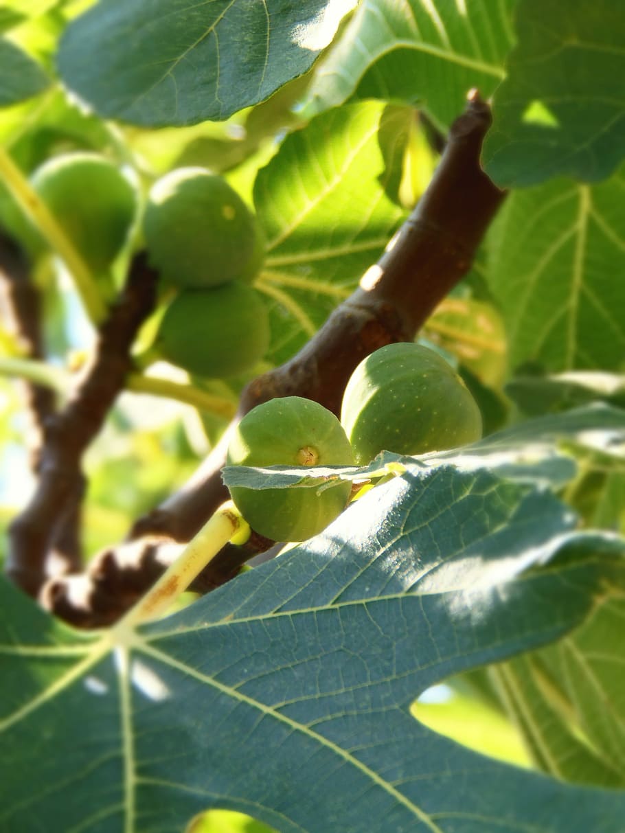 Fruit, Fig Tree, green, leaf, growth, green color, plant, nature HD wallpaper