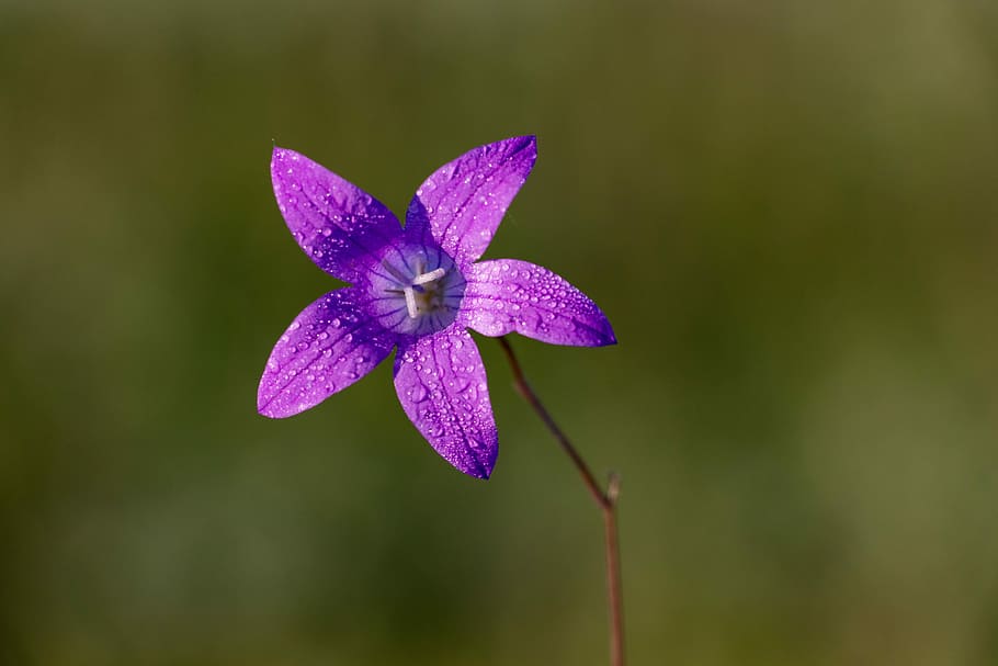 bell, flower, soft background, bokeh, bloom, spring, nature HD wallpaper