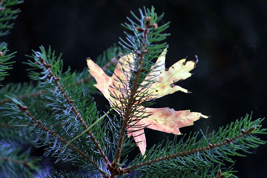 tree, leaves, autumn, plant, leaf, growth, plant part, nature HD wallpaper