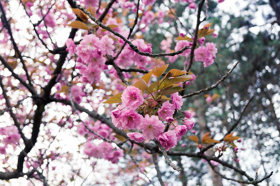 flowers, tree, spring, blossom, nature, pink, branch, flowering plant HD wallpaper