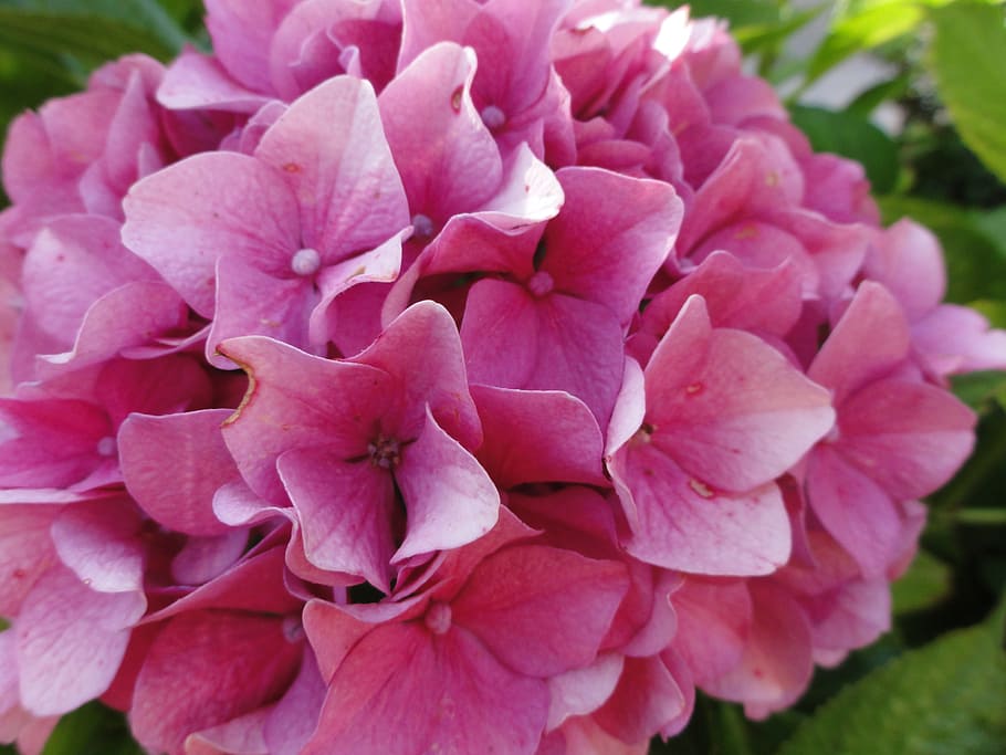 hydrangea, pink, flowers, plant, pink flowers, macro, garden HD wallpaper