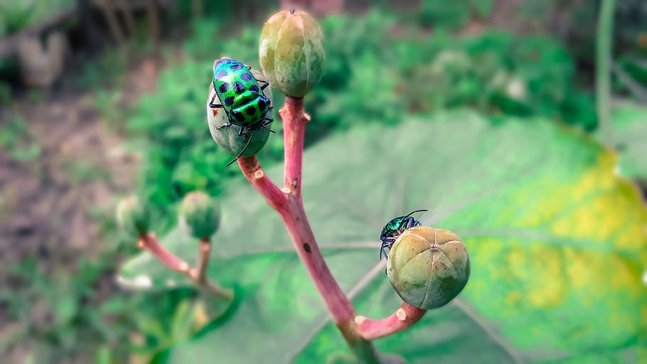 nature, leaf, outdoors, insects, little, animals in the wild HD wallpaper