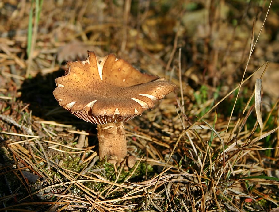 Mushroom, Disc, Fungus, Screen, disc fungus, screen fungus