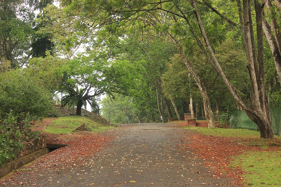 nature, green, path, flowers, pleasant, evening, sunset, woods HD wallpaper