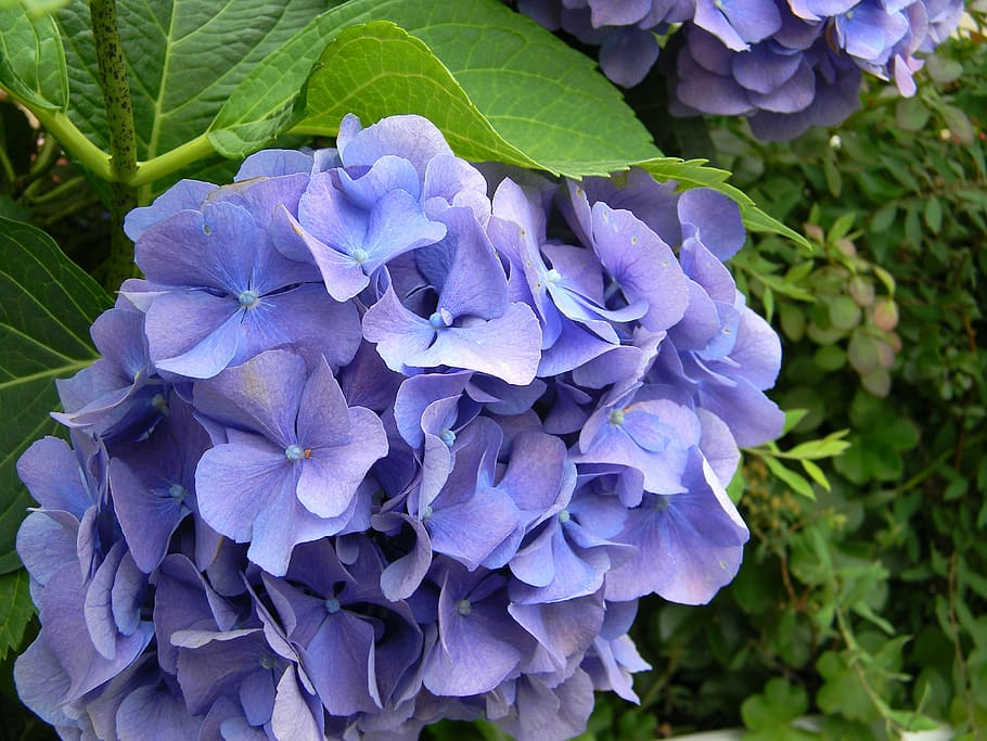 hydrangea, blue, flower, garden, bush, flowers, bloom, closeup HD wallpaper