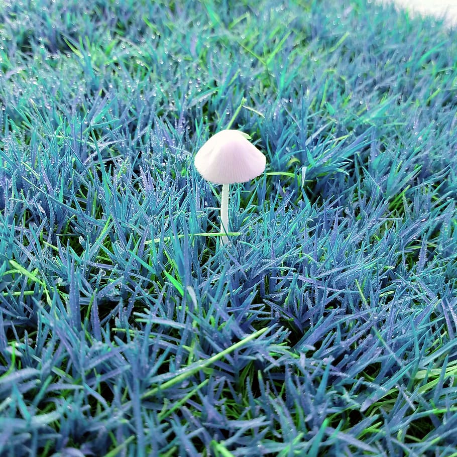 nature, grass, freshness, mushroom, plant, growth, fungus, vegetable HD wallpaper