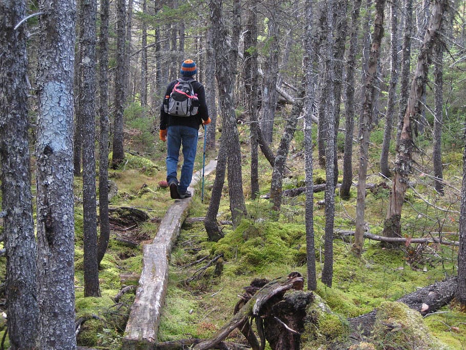 hiking, forest, backpack, nature, outdoor, hike, travel, trekking HD wallpaper