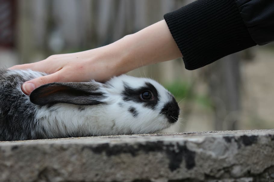 person petting white and gray rabbit, bunny, one animal, mammal HD wallpaper