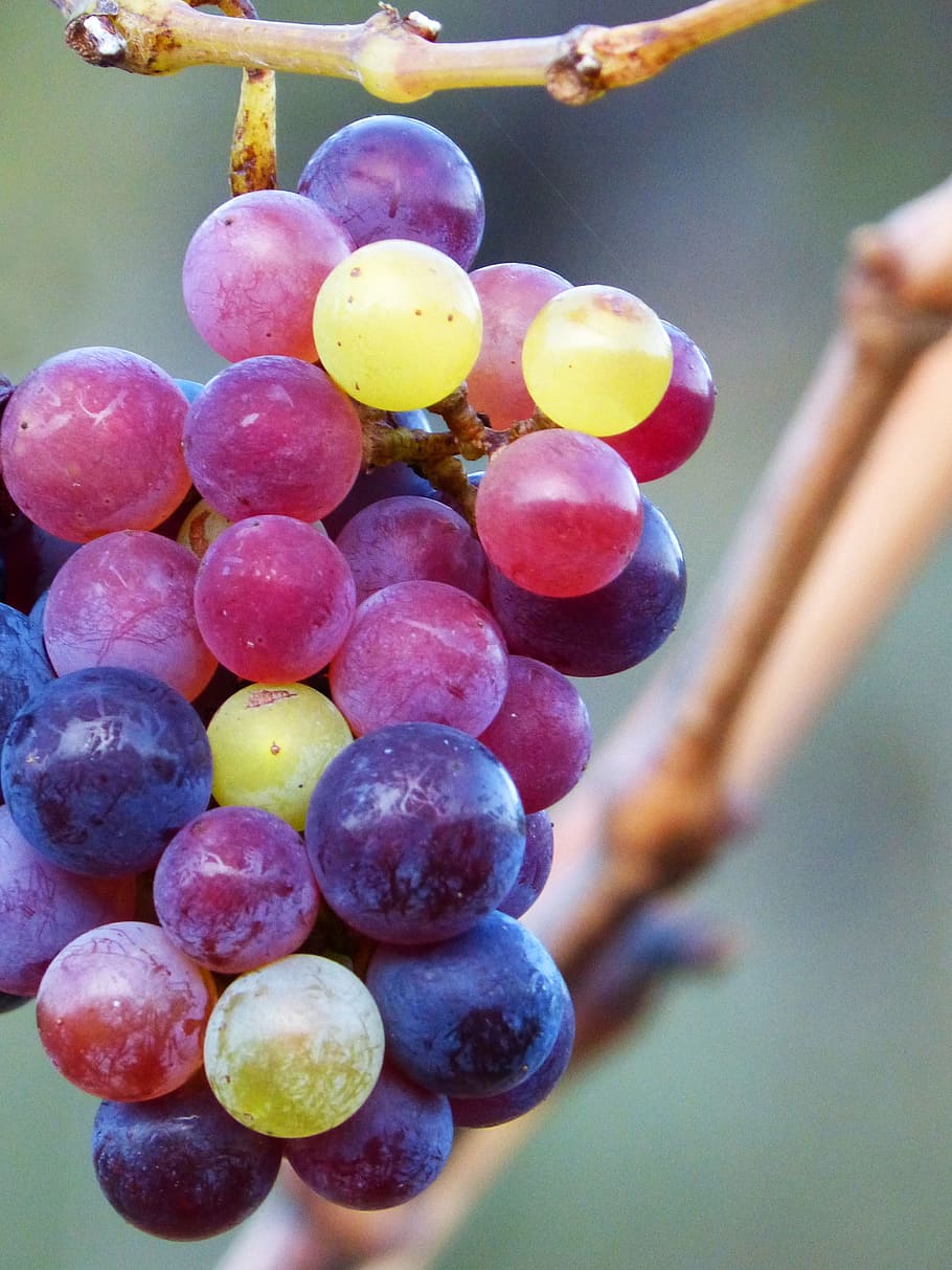 grape, grain, colors, maturation, fruit, food, food and drink HD wallpaper