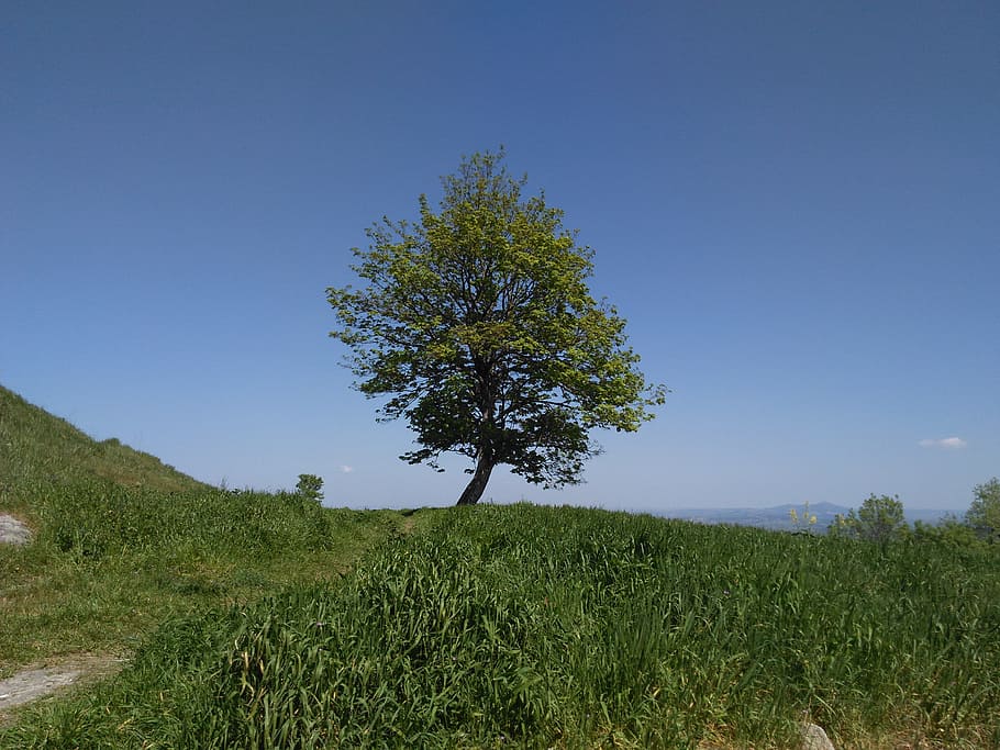 flying, nature, green, plant, sky, tree, growth, tranquility HD wallpaper
