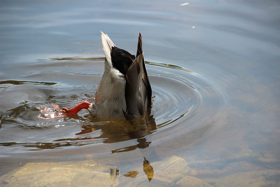 Hd Wallpaper Duck Diving Water Bird Upside Down Immersion Images, Photos, Reviews