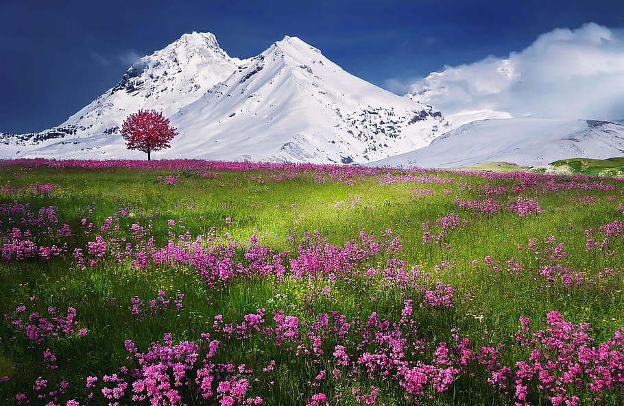 pink flower field with single tree and background of snow-capped mountain, HD wallpaper