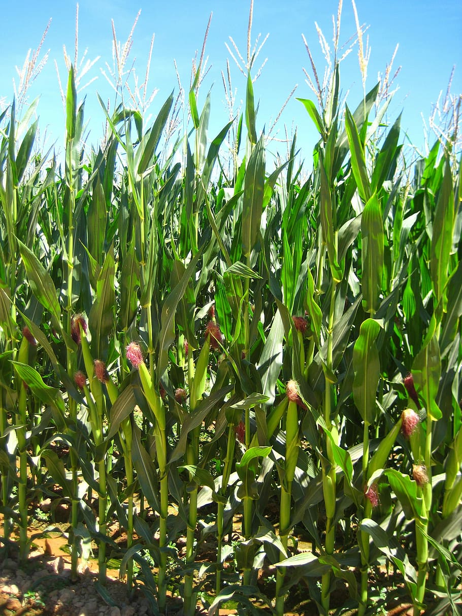 HD wallpaper: Agriculture, Corn, Fields, Cereals, growth, crop, green ...