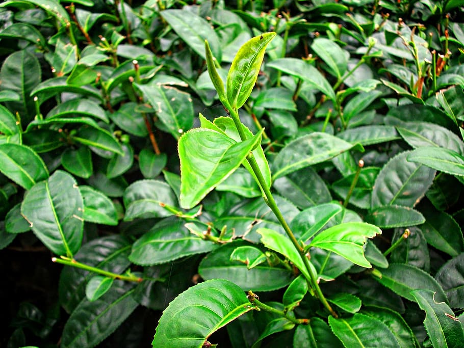 plant, life, on, leaf, plant part, green color, growth, nature HD wallpaper